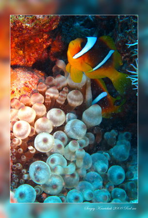 Красное море март 2008