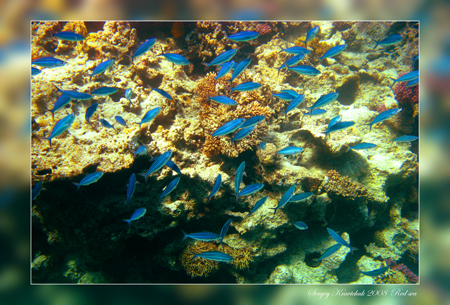 Красное море март 2008