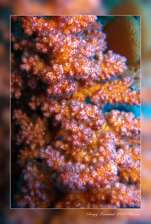 Красное море март 2008