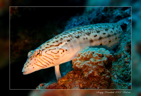 Красное море март 2008