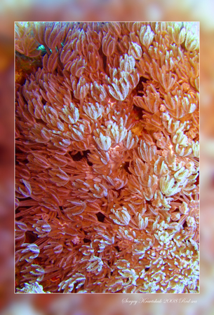 Красное море март 2008