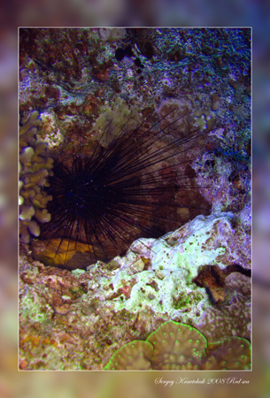 Красное море март 2008