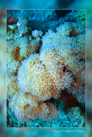 Красное море март 2008