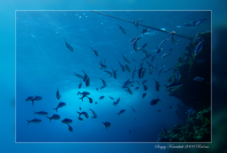 Красное море март 2008