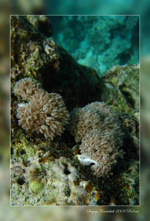 Красное море март 2008