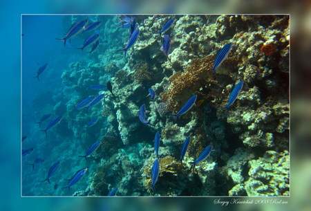 Красное море март 2008