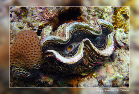 Красное море март 2008