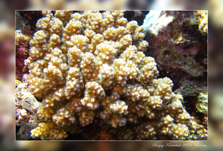 Красное море март 2008