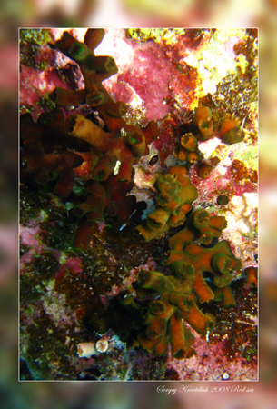 Красное море март 2008 Красное море март 2008