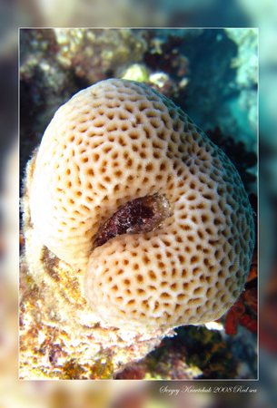 Красное море март 2008