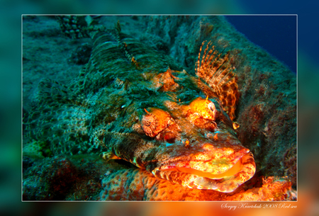 Красное море март 2008