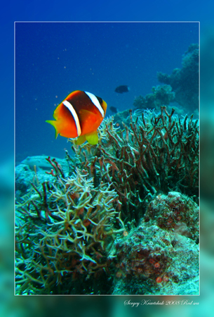 Красное море март 2008