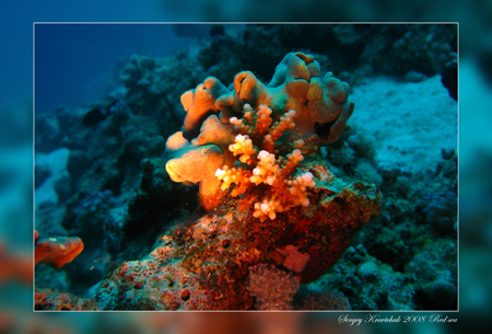 Красное море март 2008 Красное море март 2008