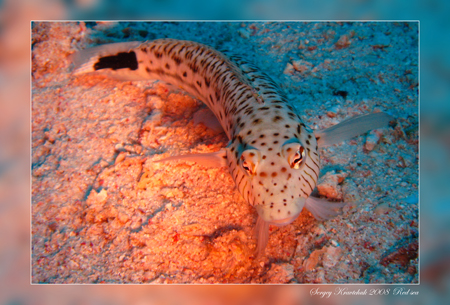 Красное море март 2008