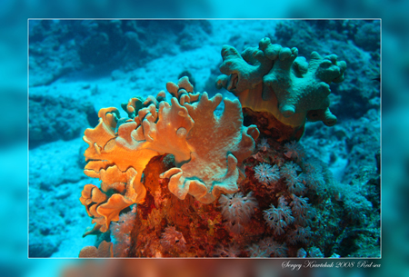 Красное море март 2008