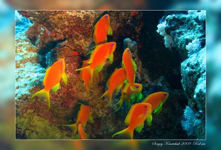 Красное море март 2008