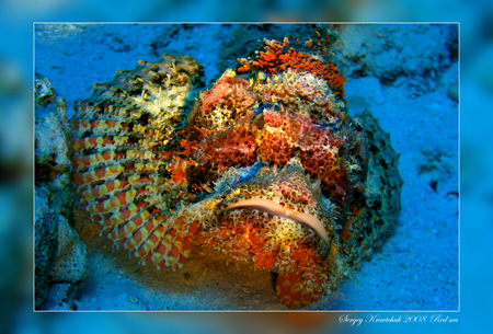 Красное море март 2008