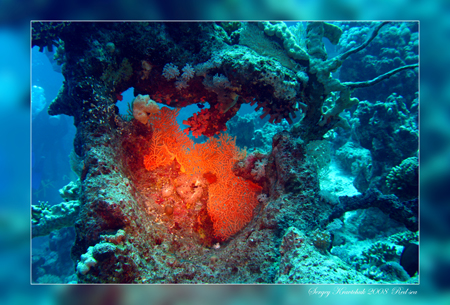 Красное море март 2008 Красное море март 2008