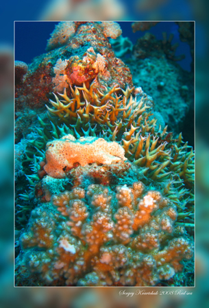 Красное море март 2008