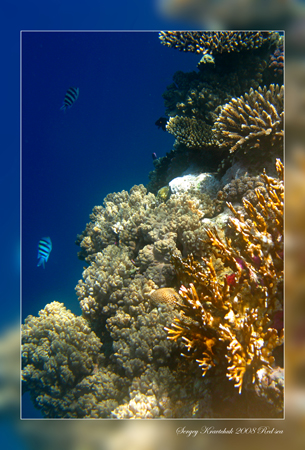 Красное море март 2008