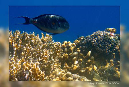 Красное море март 2008