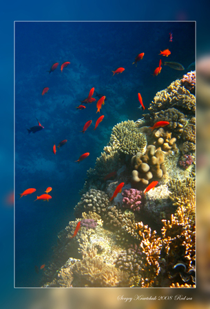 Красное море март 2008