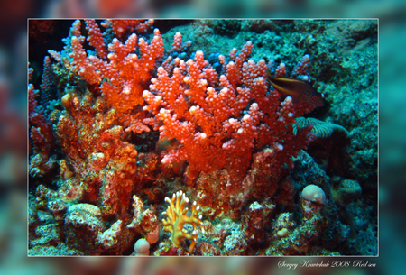 Красное море март 2008