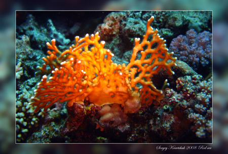 Красное море март 2008