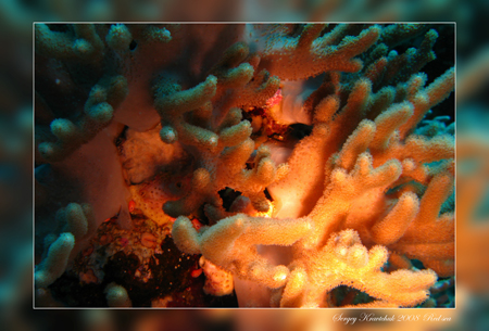 Красное море март 2008