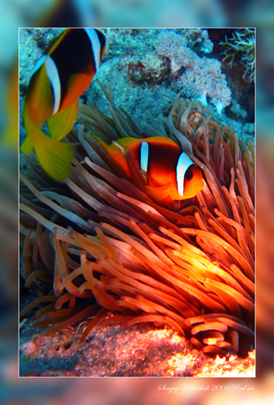 Красное море март 2008 Красное море март 2008