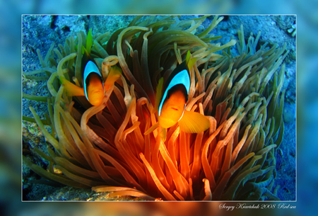 Красное море март 2008 Красное море март 2008