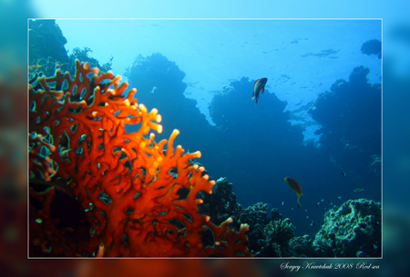 Красное море март 2008