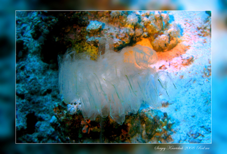 Красное море март 2008