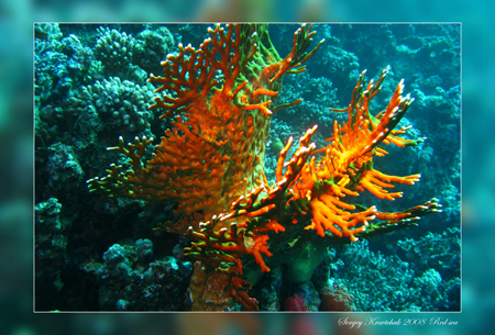 Красное море март 2008