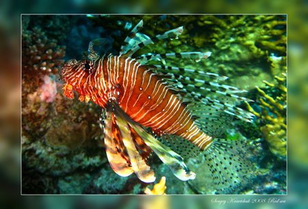 Красное море март 2008