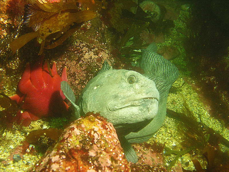 Кокетка Кокетка