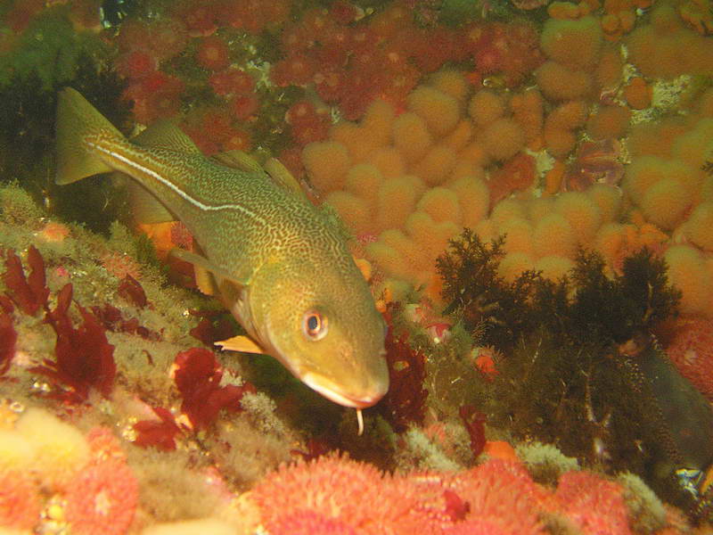 Любопытная треска Любопытная треска