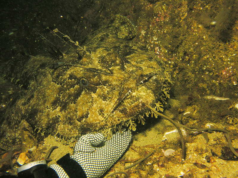 Габариты удильщика Габариты удильщика