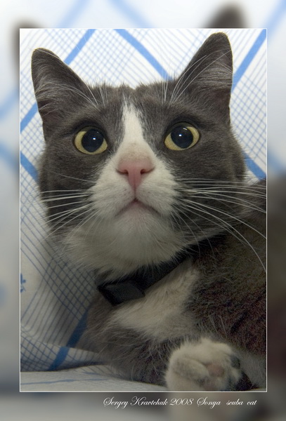 Исследование на ДКБ PRODIVING CLUB Исследование на ДКБ PRODIVING CLUB