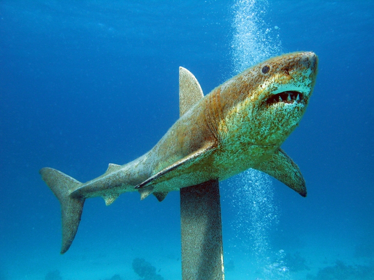 килька в томатном соусе килька в томатном соусе