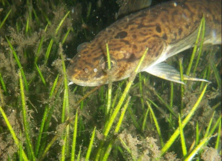 Налим в Комони