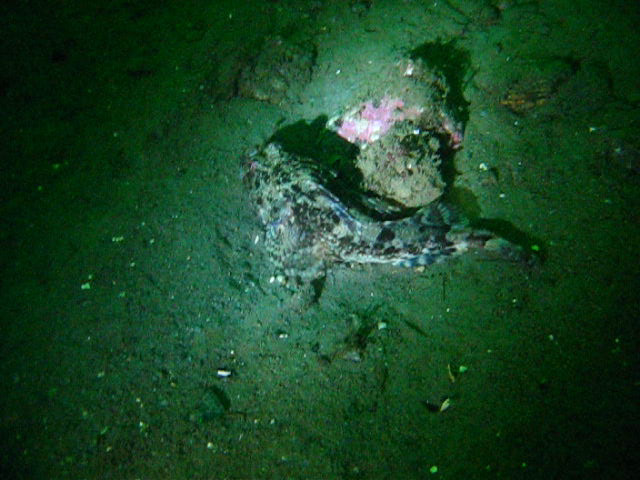 Виллем Баренц сентябрь 2008