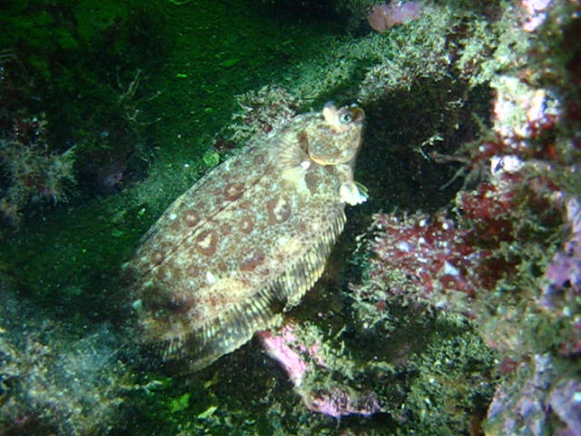 Виллем Баренц сентябрь 2008