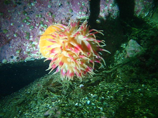 Виллем Баренц сентябрь 2008