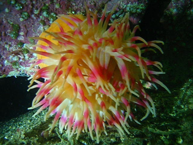 Виллем Баренц сентябрь 2008