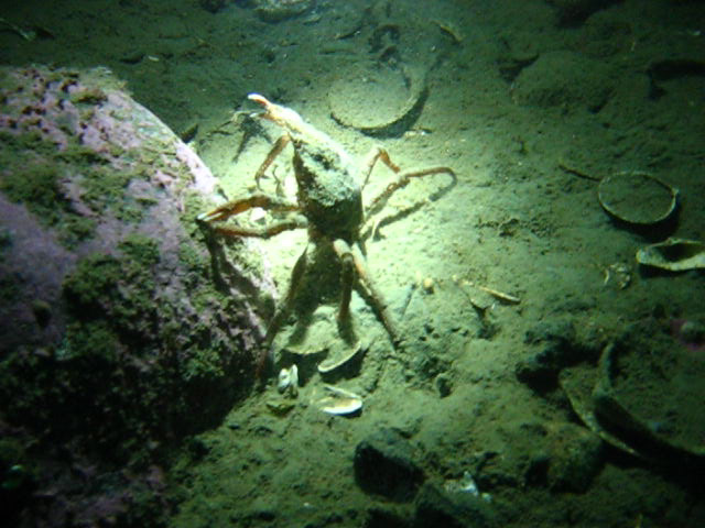 Виллем Баренц сентябрь 2008 Виллем Баренц сентябрь 2008