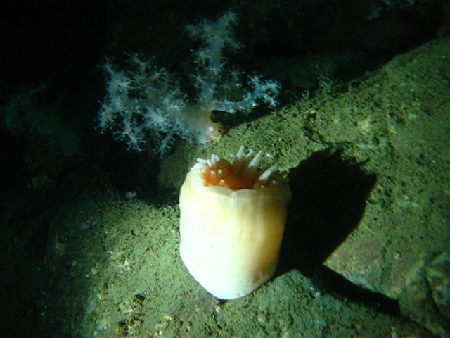 Виллем Баренц сентябрь 2008