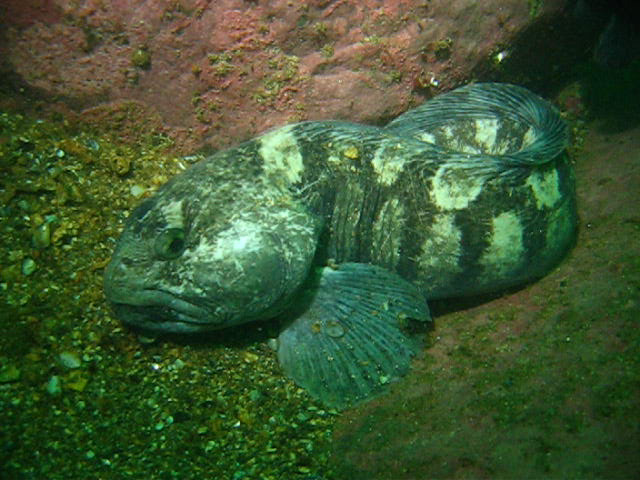 Виллем Баренц сентябрь 2008