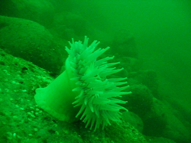 Виллем Баренц сентябрь 2008