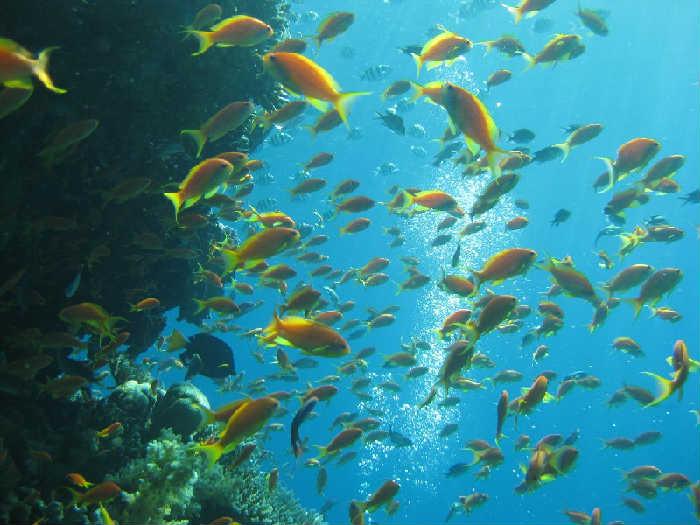 Эйлат(Израиль) декабрь 2008 Эйлат(Израиль) декабрь 2008